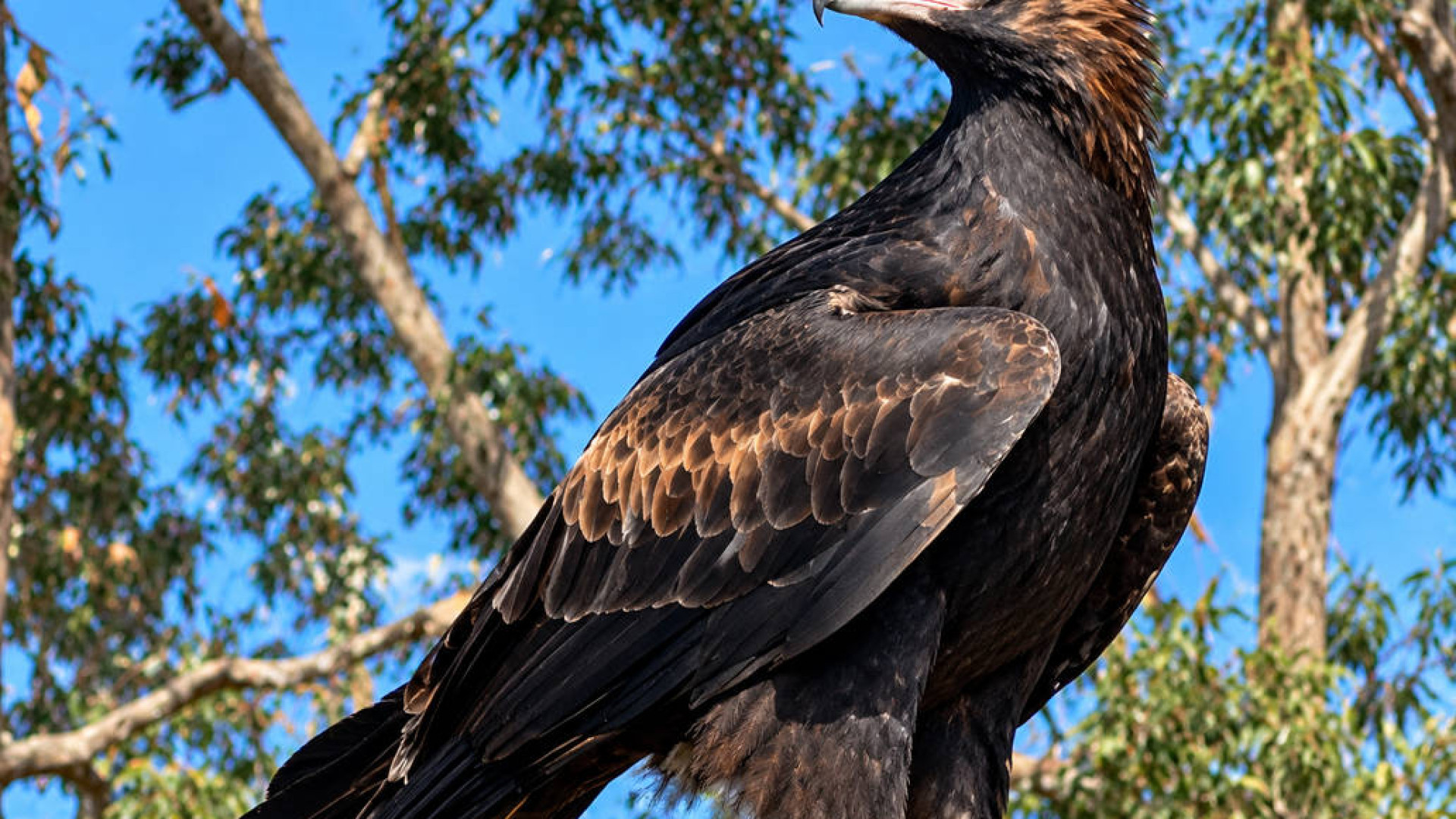 A-Captive-Eagle