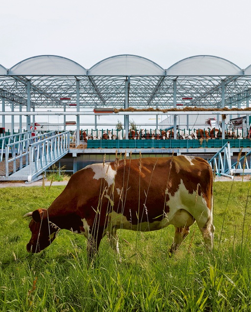 Floating Farm Dairy in Rotterdam, Rotterdam