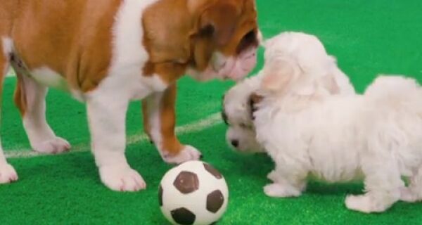 Good and Bad PR: Freshpet scores a World Cup winner