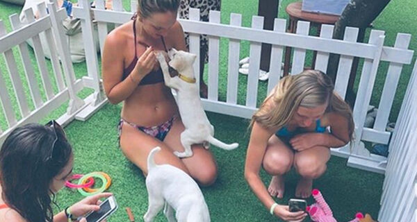 Good and Bad PR: Missguided is misguided, but what’s not to like about puppy therapy?