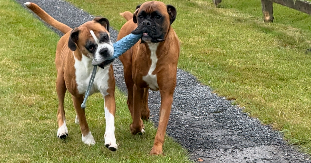 Crufts Direct Donations to BDRNE