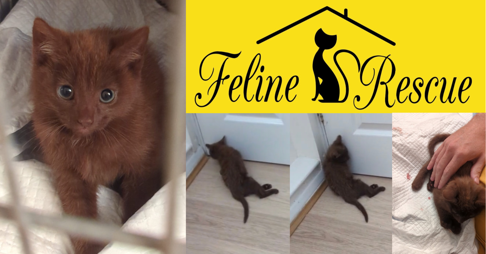 Fundraising for Beatrix & Feline Rescue