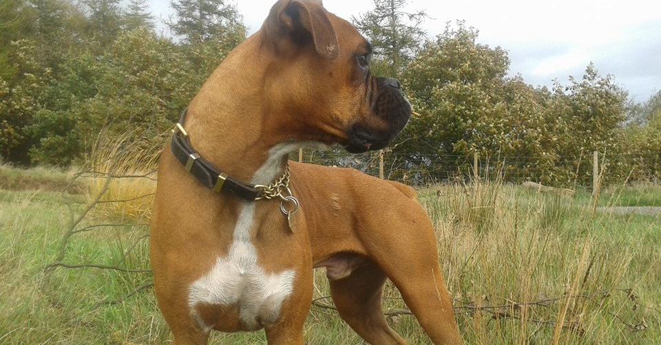 Sonny Sunshine Boxer Walk