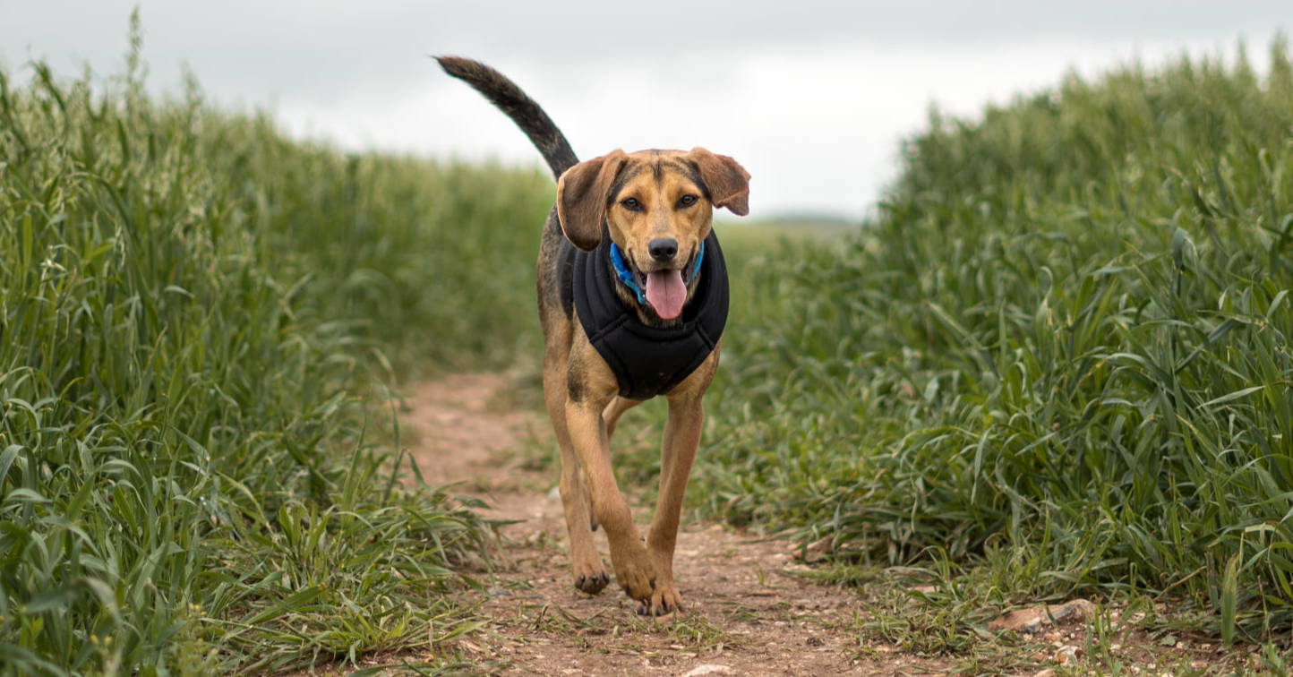 Uk Wide Charity dog walk