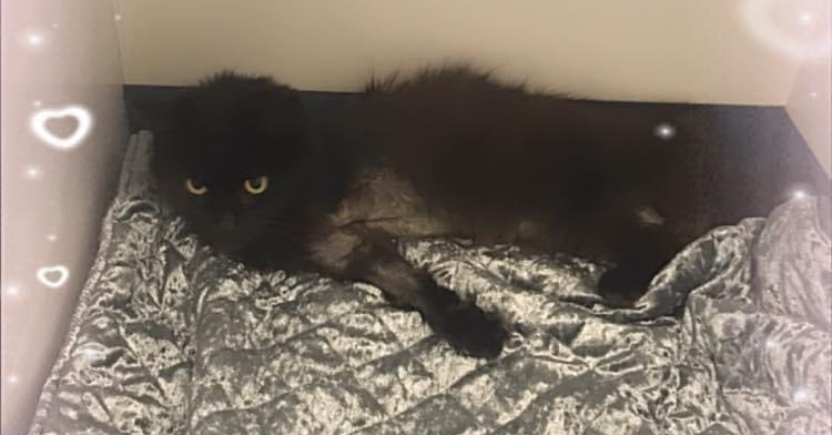 Dear Little Girl Neha