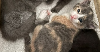 750 mile sponsored walk for Fudge and kittens