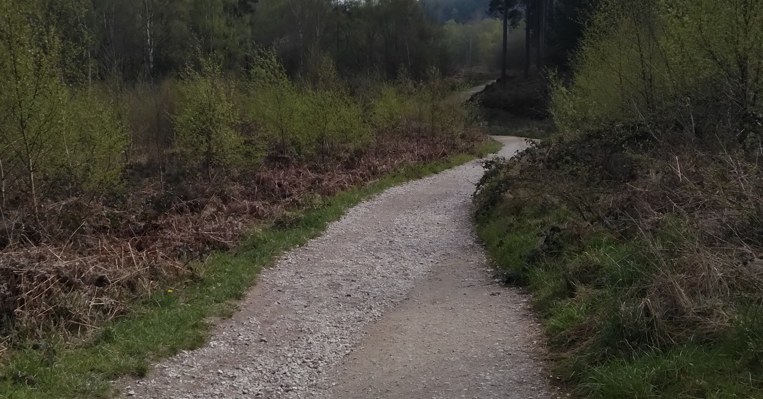 A forest walk