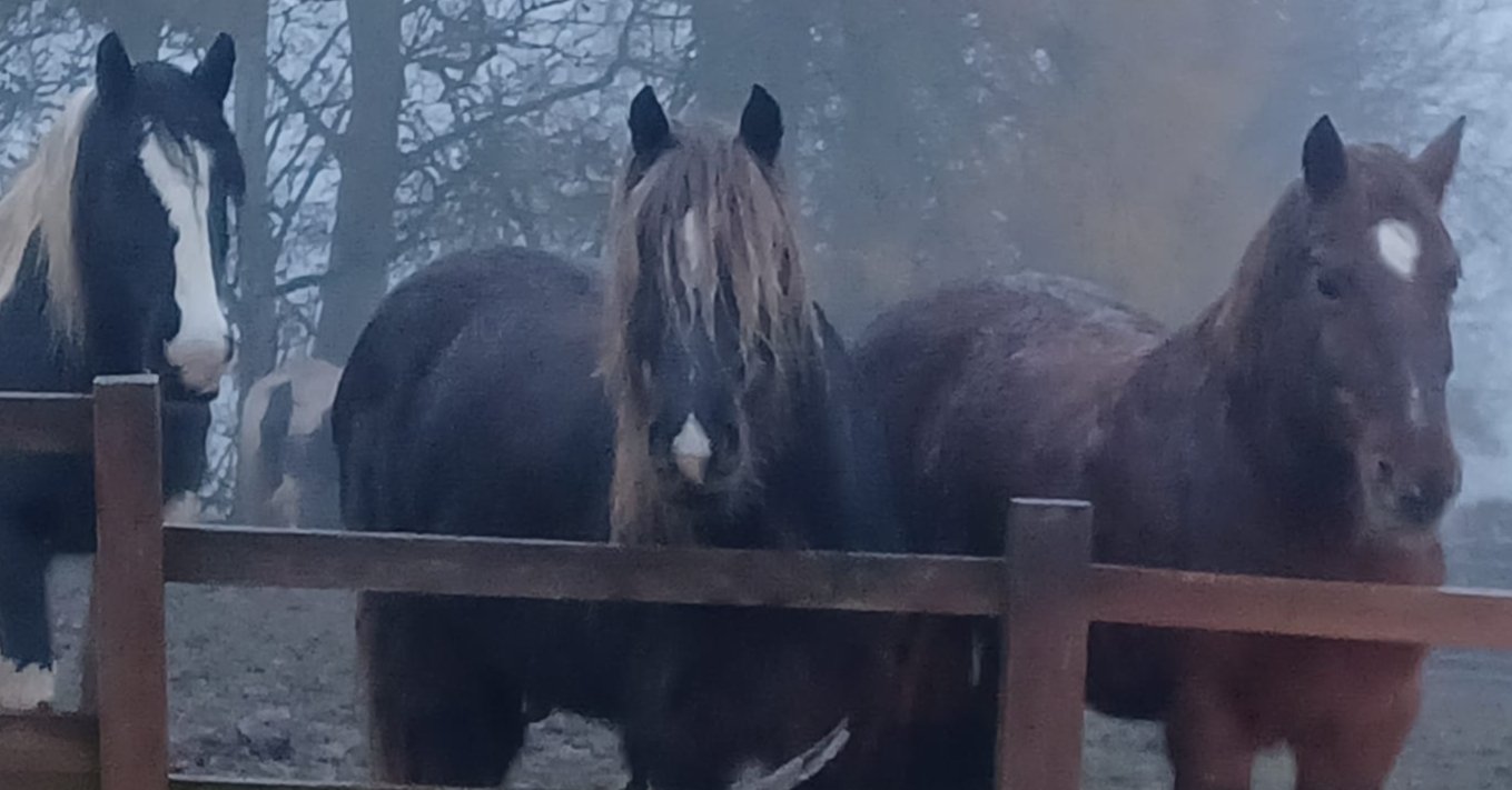 Abbie & Alex's Velocity zip line challenge