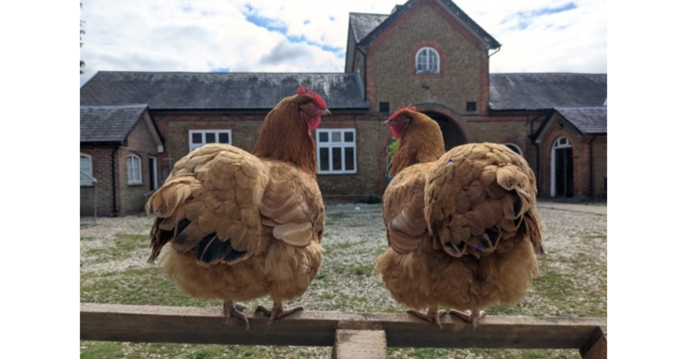 Animal Care / Maintenance
