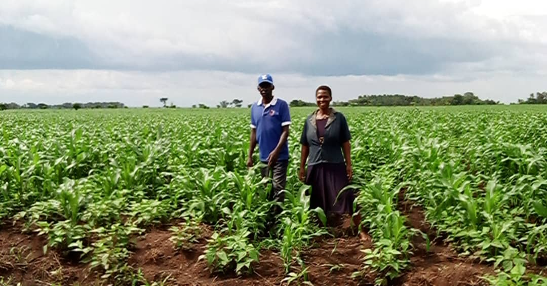 Climate-smart farming in Uganda