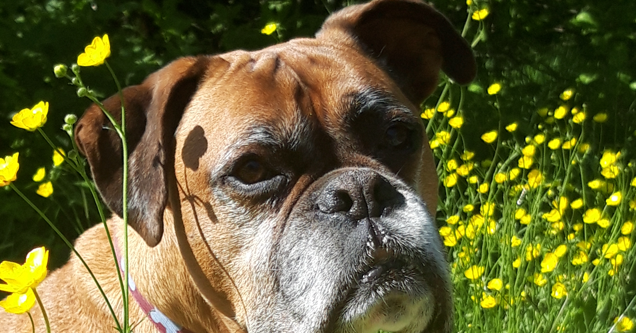 Boxer Dog Rescue Northern England CRUFTS 9/3/25
