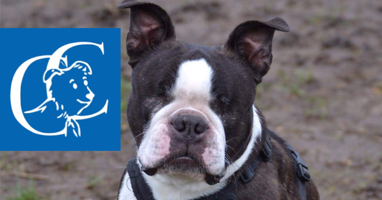 Gusdog's Marathon in a Month  for Canine Concern