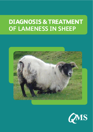 Diagnosis & Treatment of Lameness In Sheep Guide