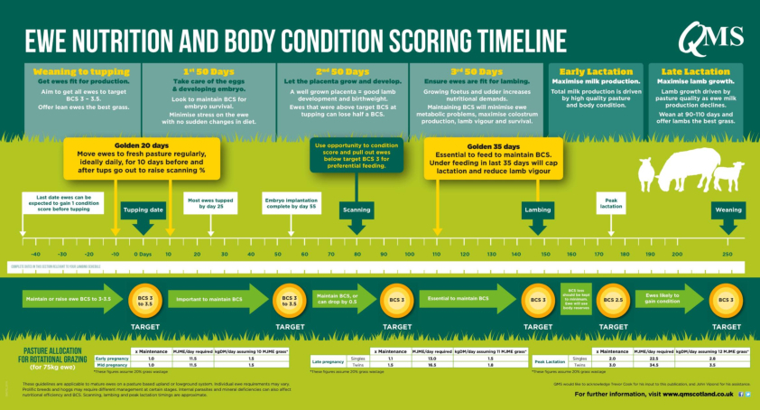 QMS Ewe Nutrition Timeline Poster