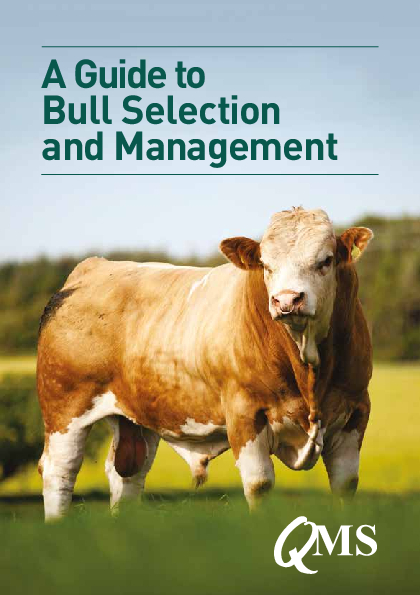 QMS A Guide to Bull Selection and Management