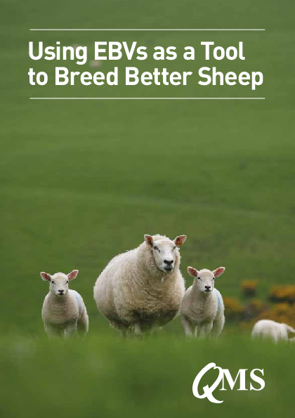 Using EBVs as a Tool to Breed Better Sheep