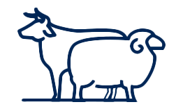 Cattlesheep navy 500