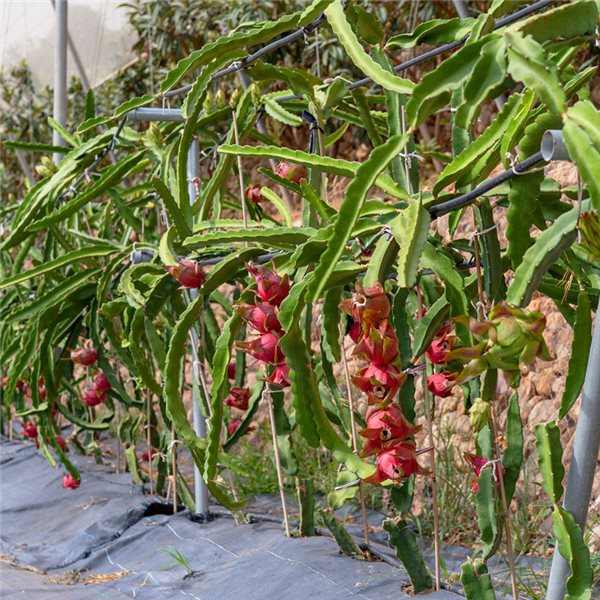 Pitahaya (2 ud.)-izquierda