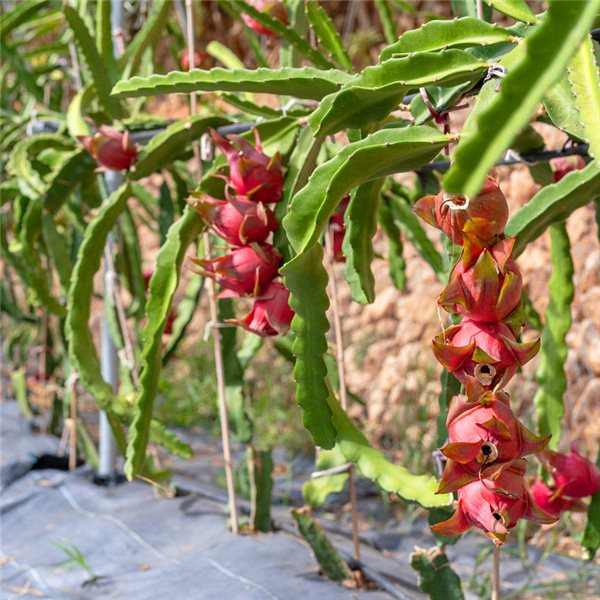 Pitahaya (2 ud.)-trasera
