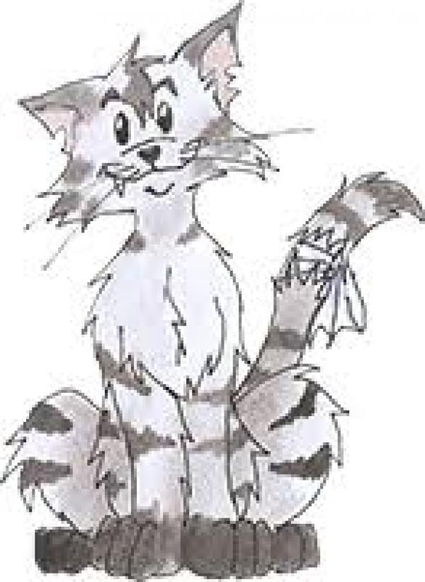Charity Donation Shropshire Cat Rescue