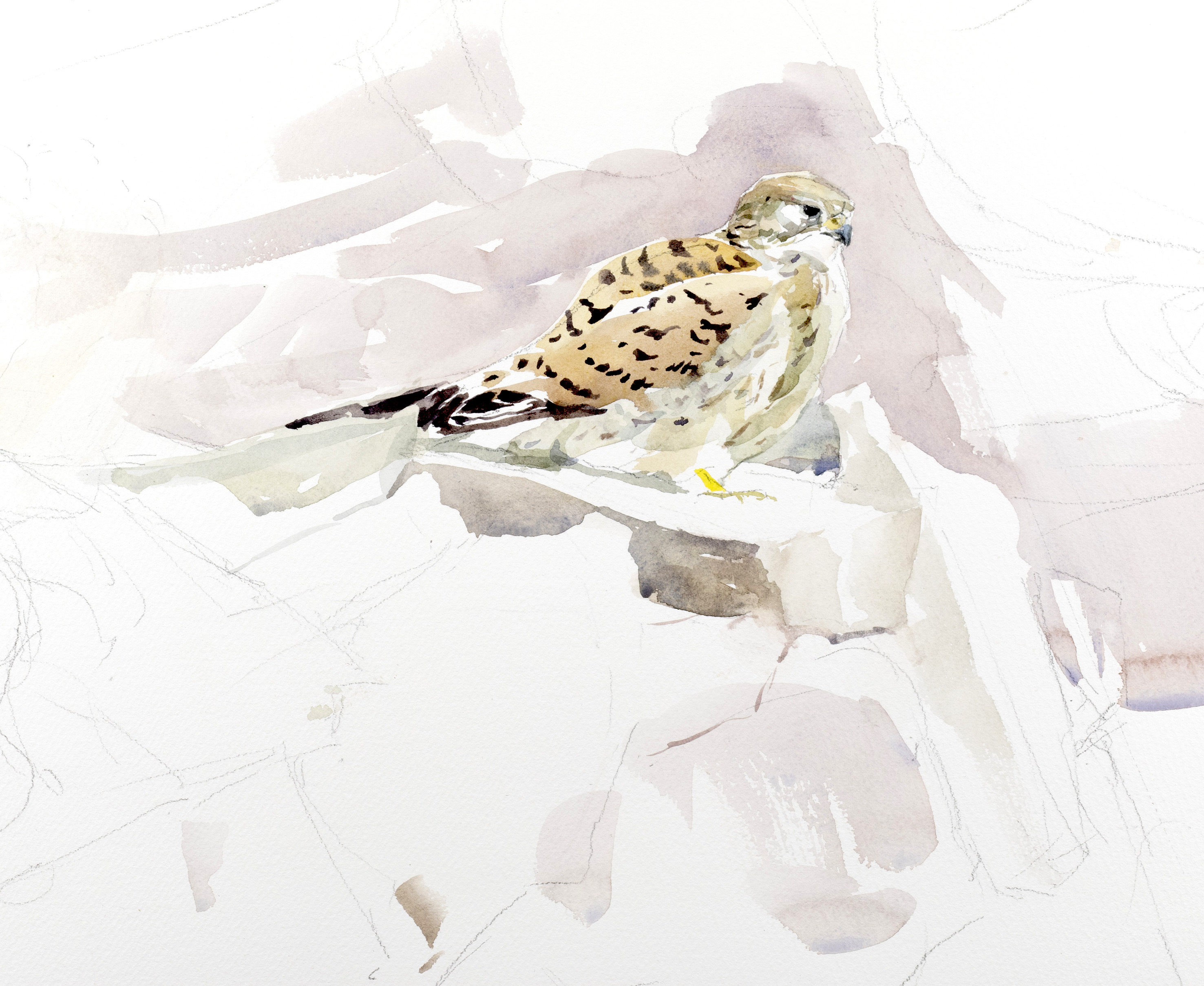 Kestrel Study    ,