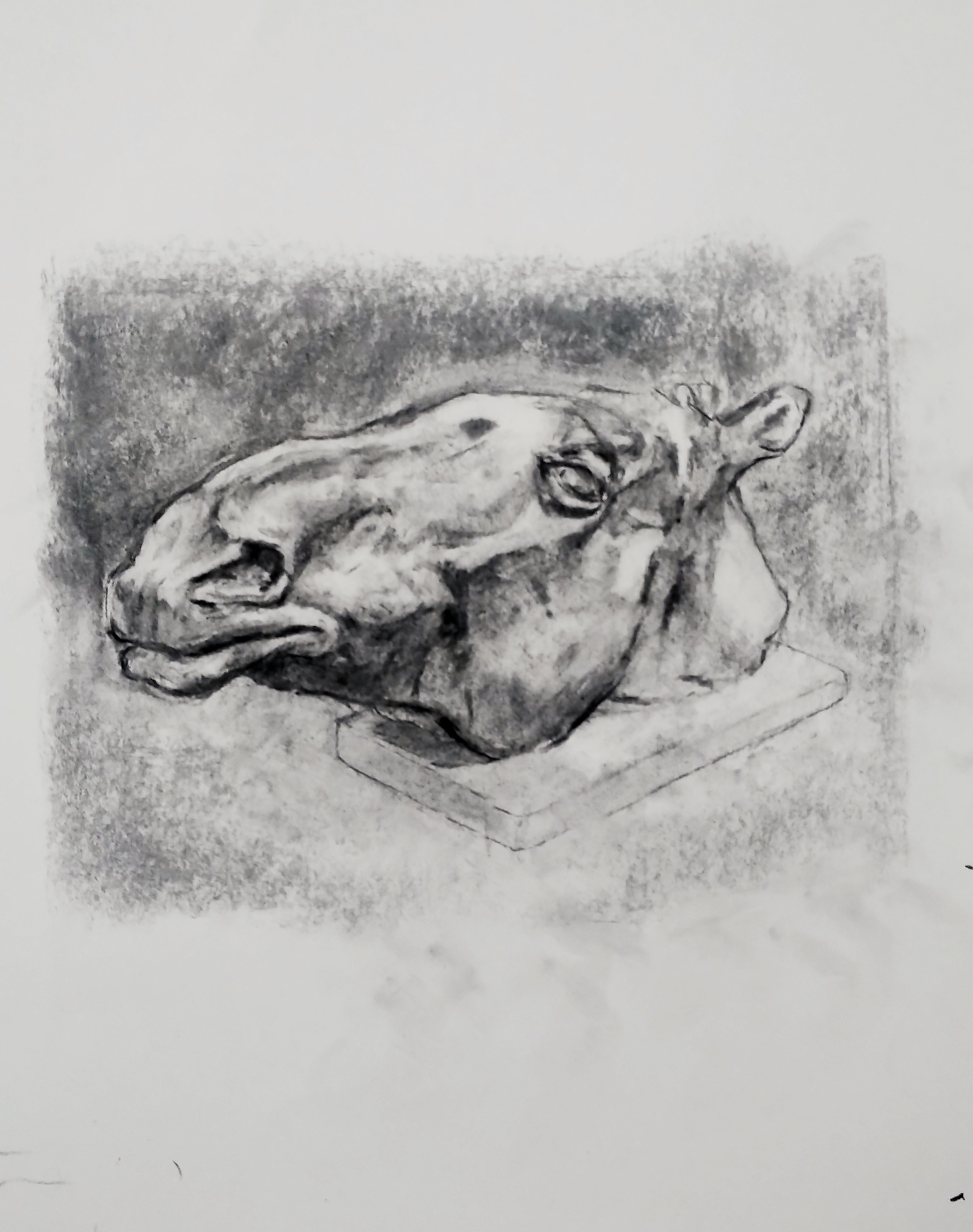 Observational drawing of horses head