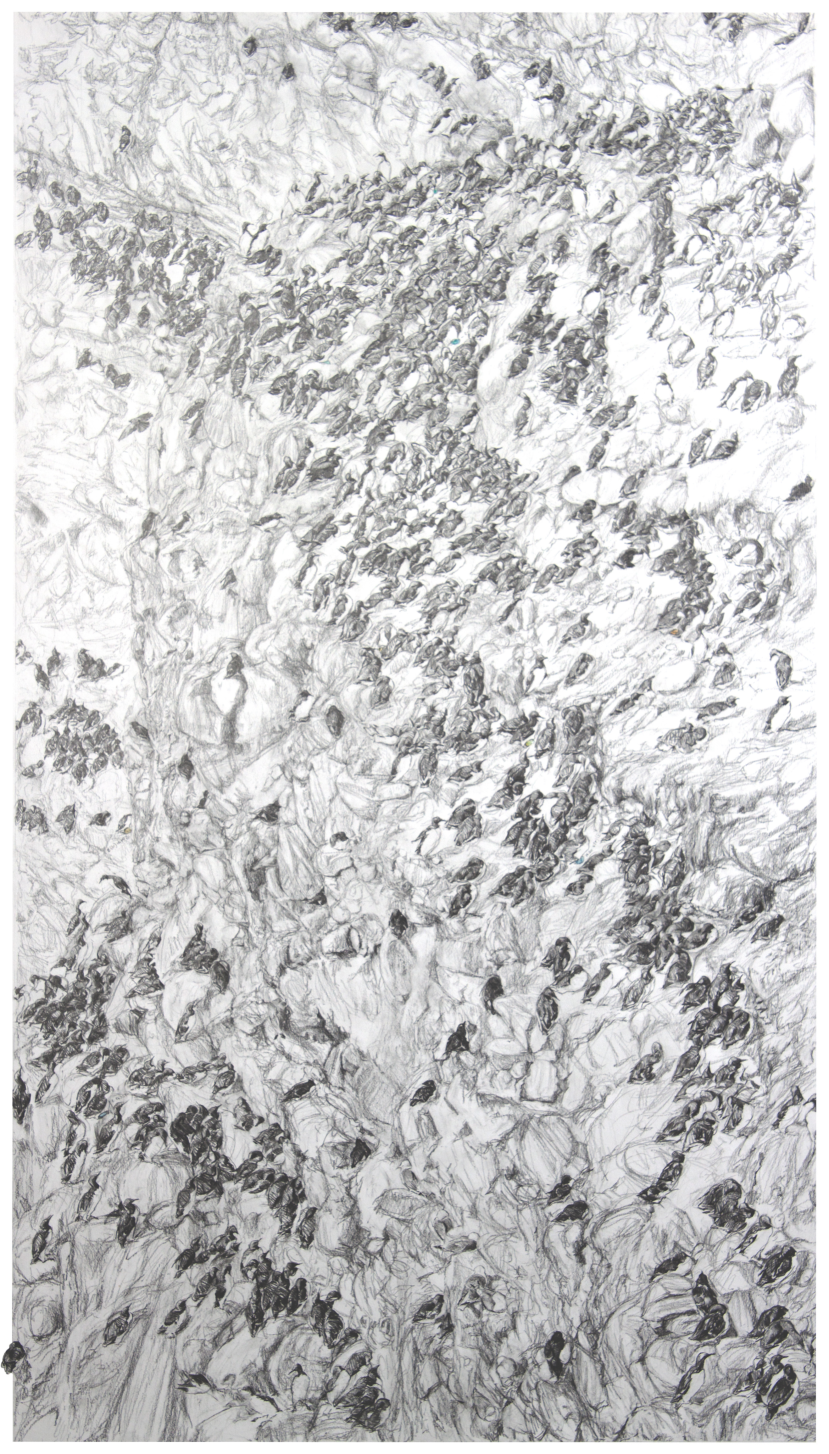 Fowlsheugh Guillemot Loomery I (detail)