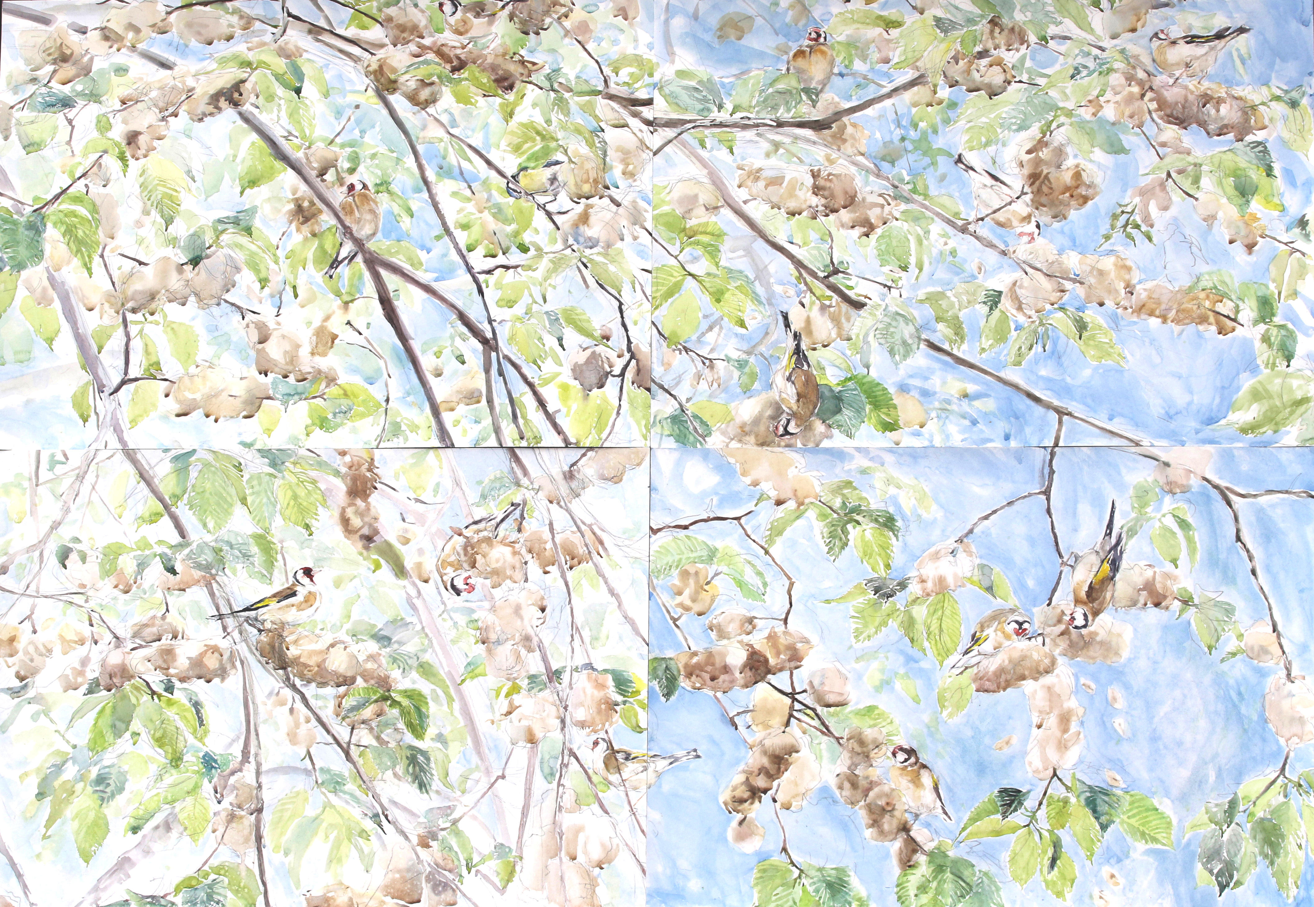 Wych Elm and Goldfinch