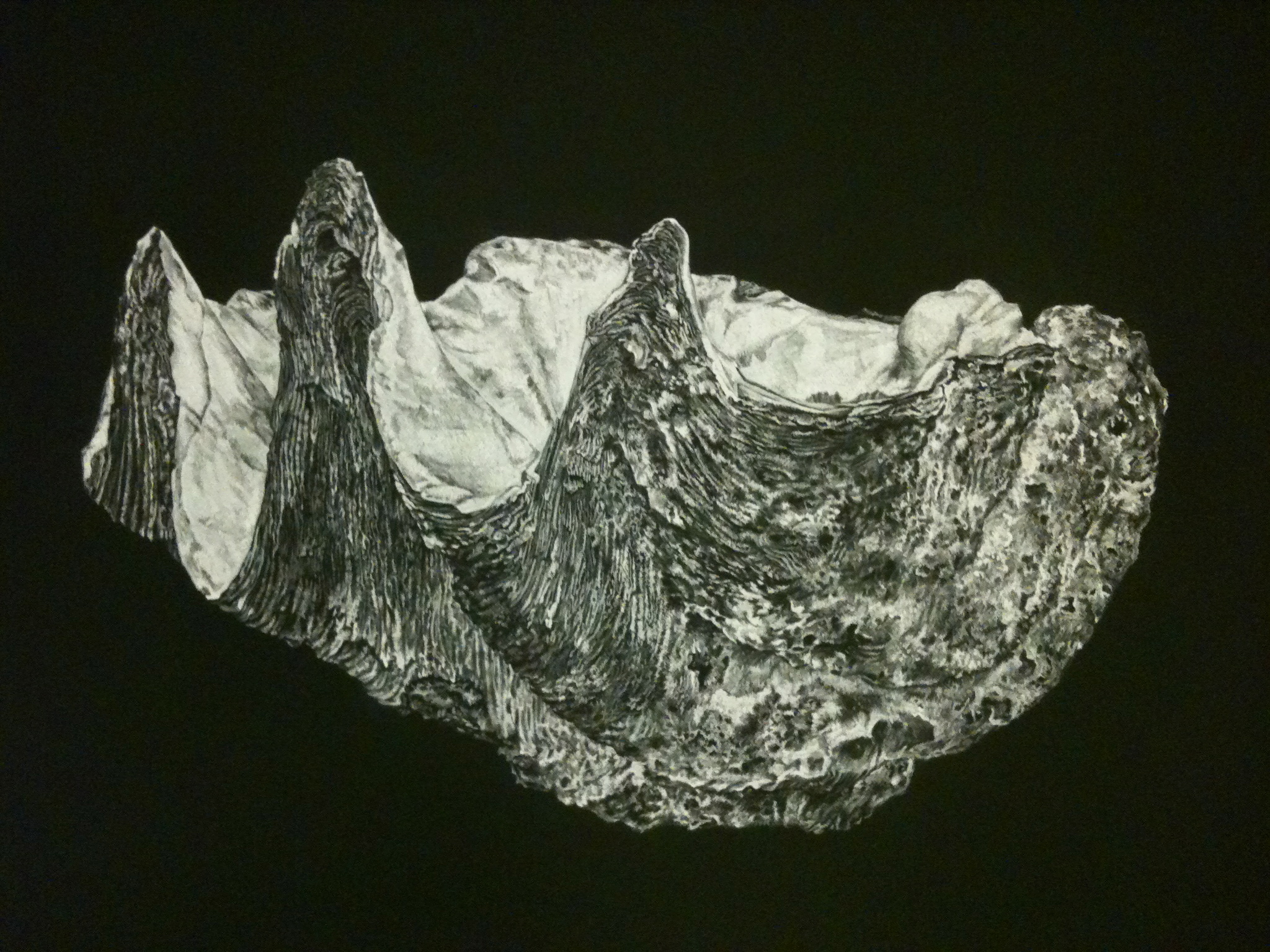 Giant Clam Shell, Natural History Museum's specimen collection