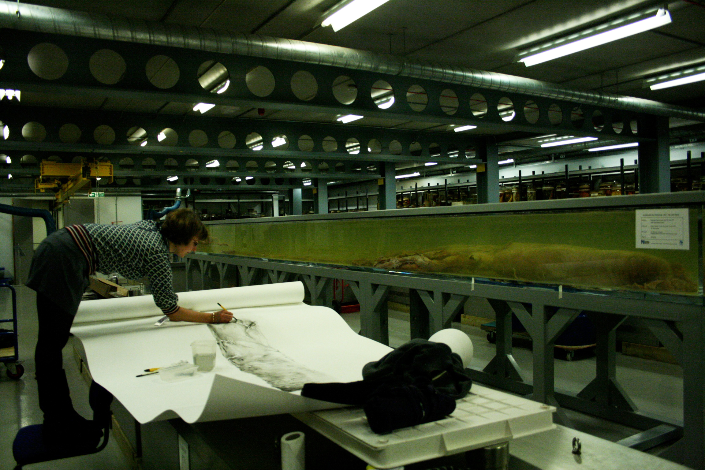Giant Squid, Natural History Museum's specimen collection