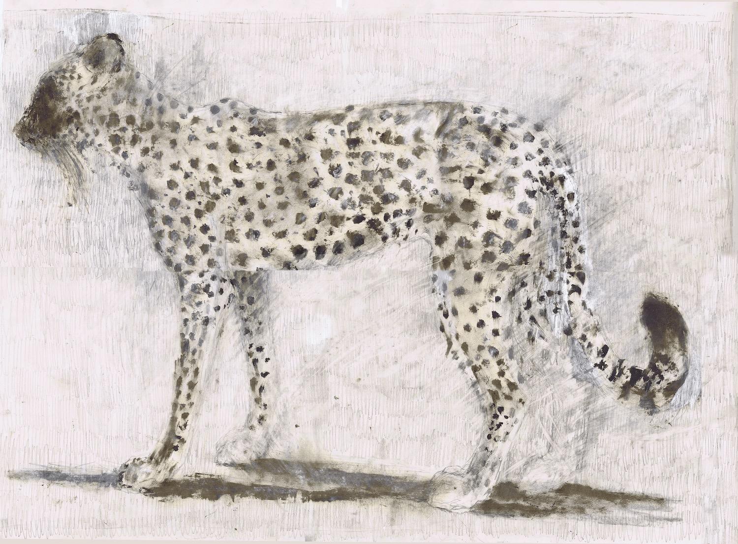 Cheetah