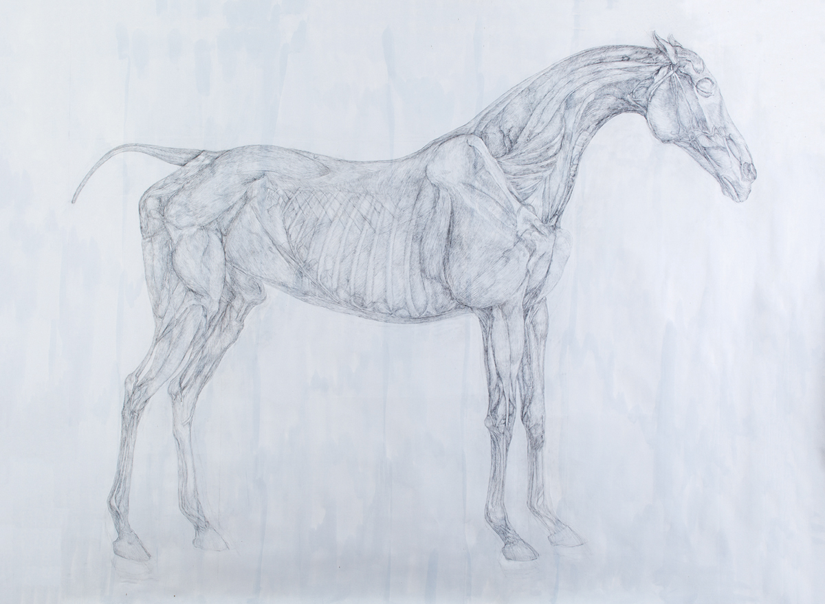 One Week Holiday Course | Sculpting a Horse