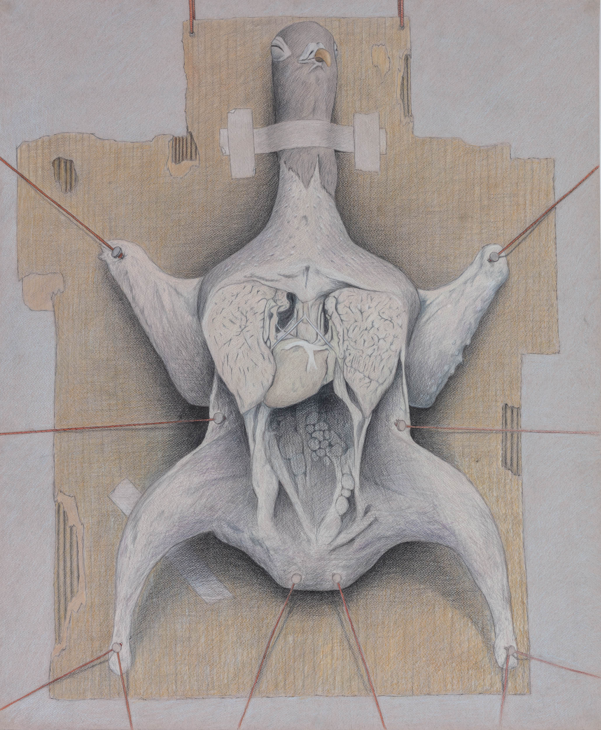 Pigeon on a Cardboard Cross