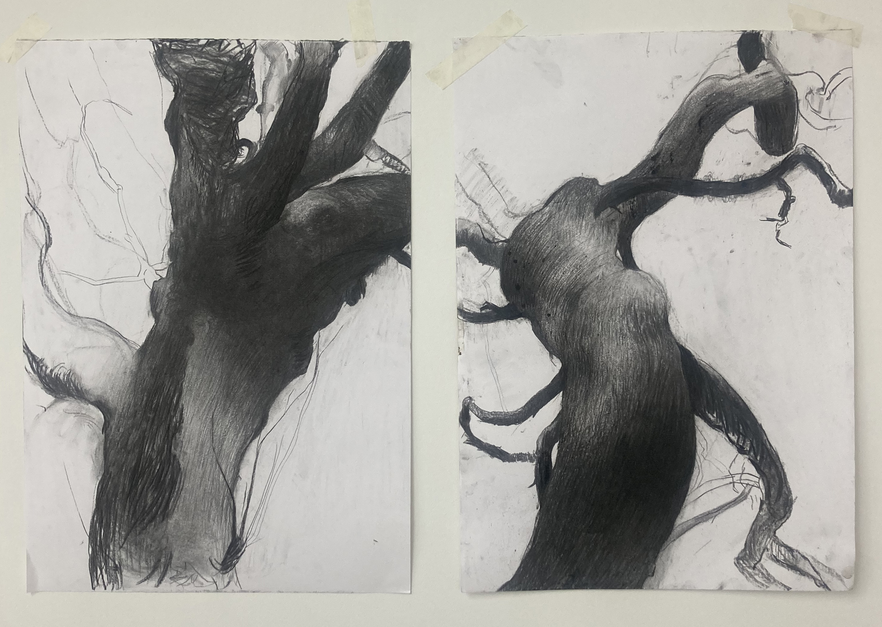 Dumfries House tree study