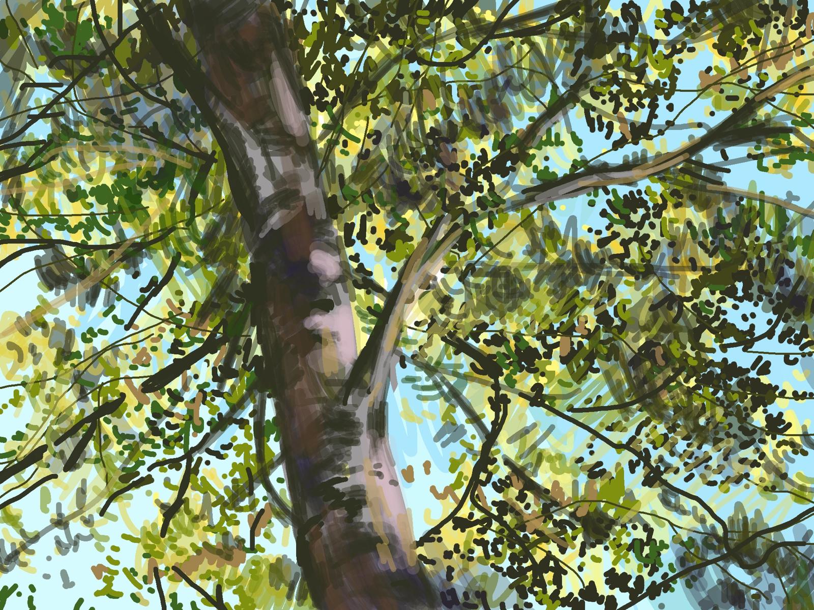 Digital Drawing: Life Observed Image