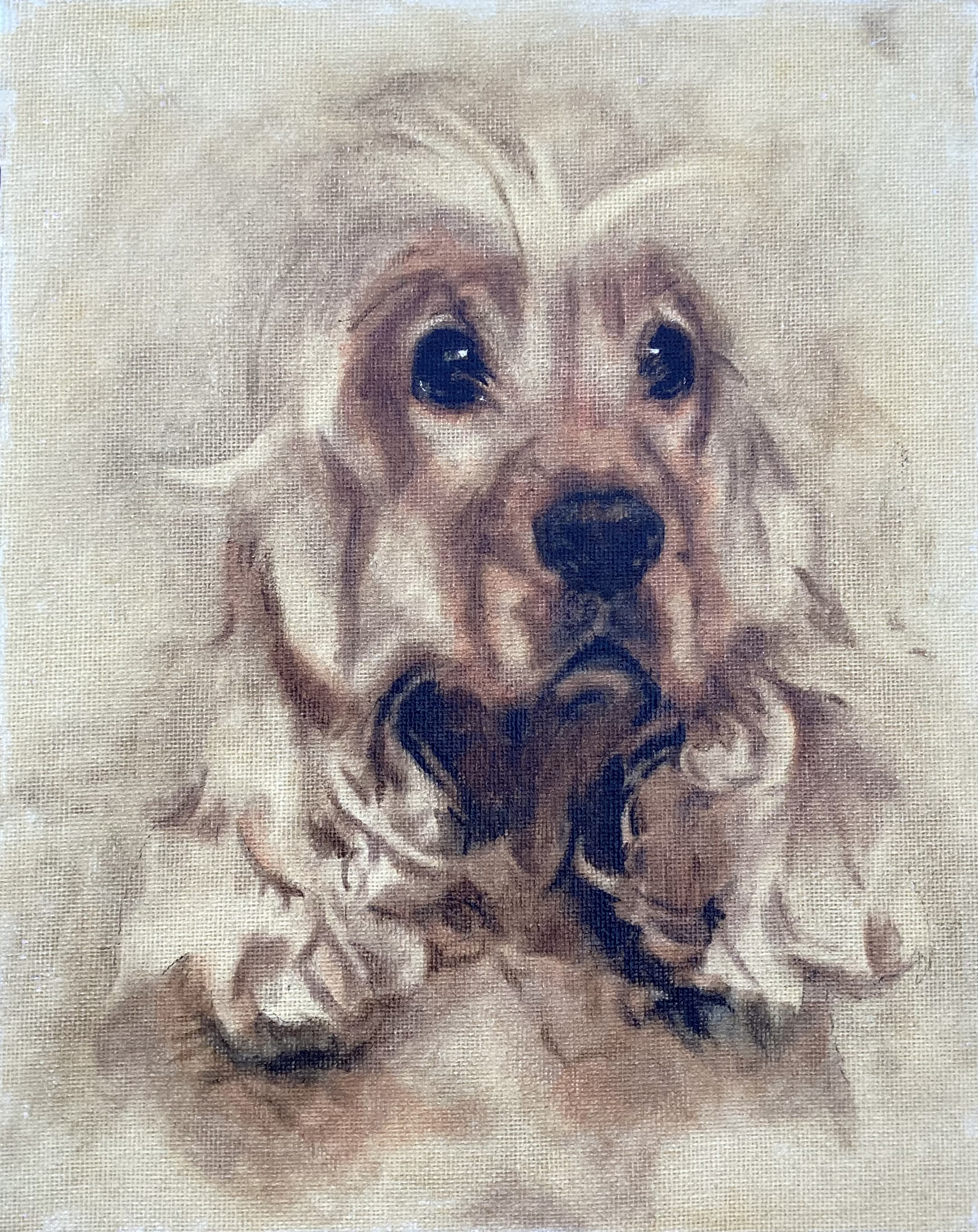 Canine study