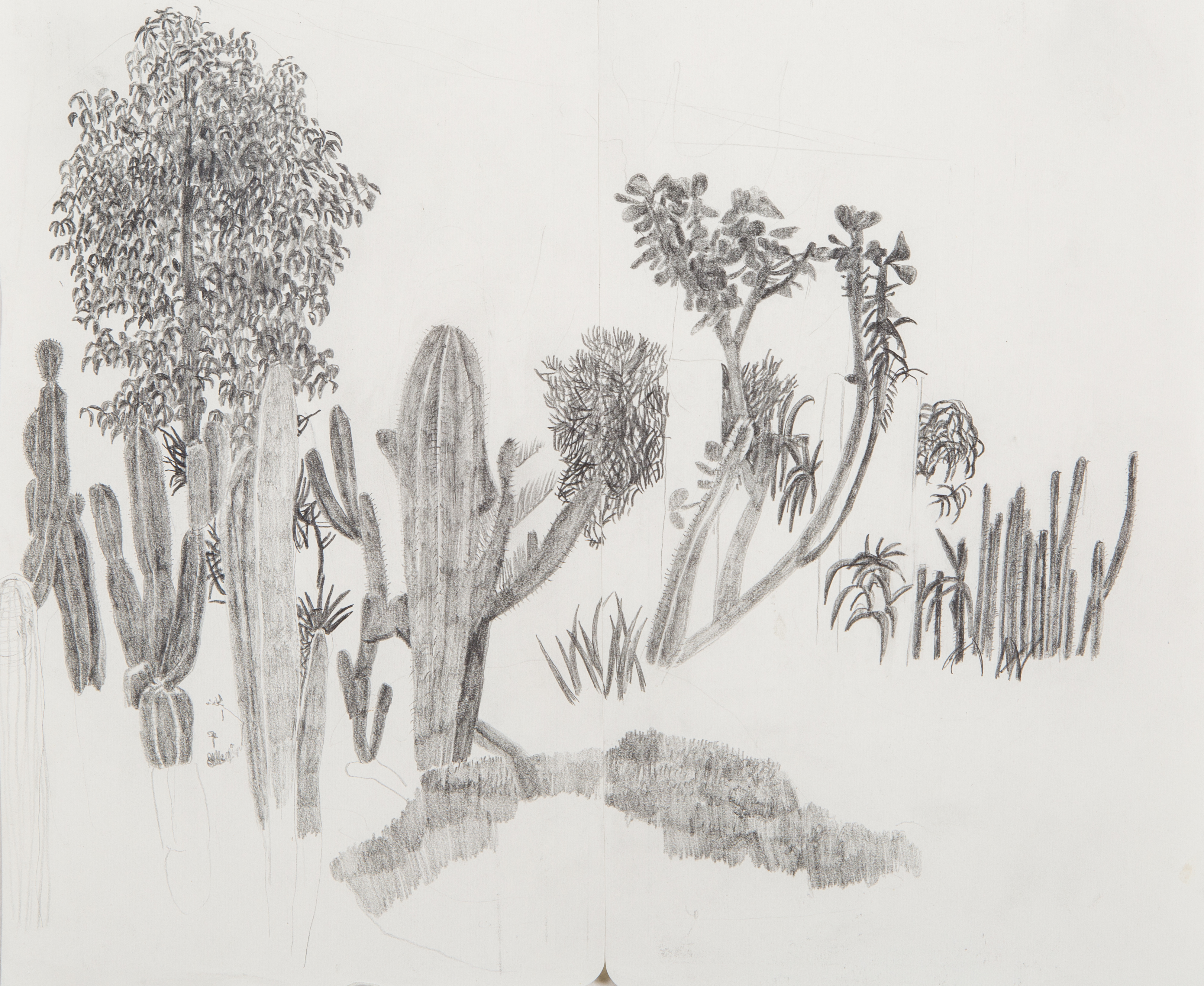 Plant Time: Engaging with Botanical Worlds Image