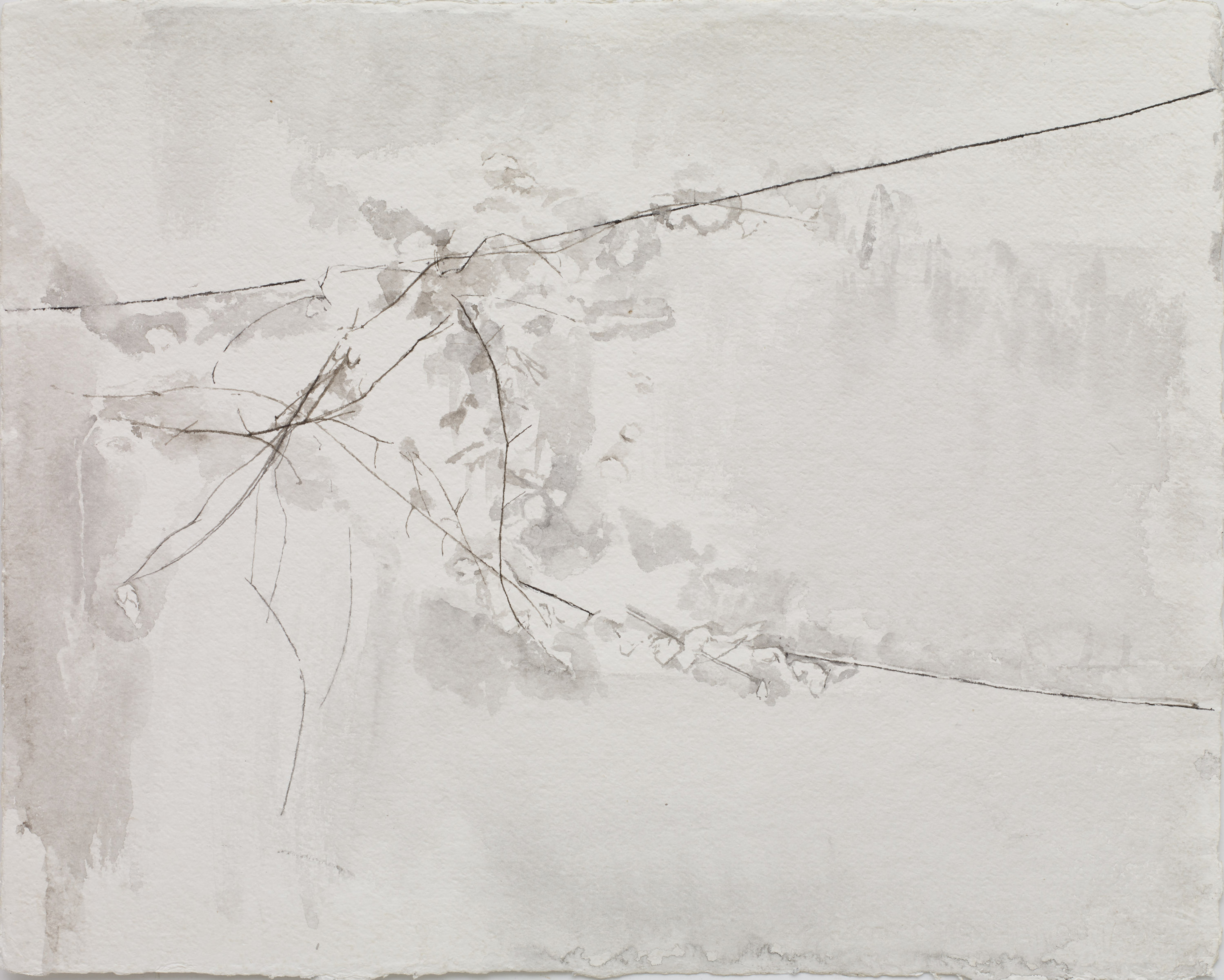 Telephone Line and Vine