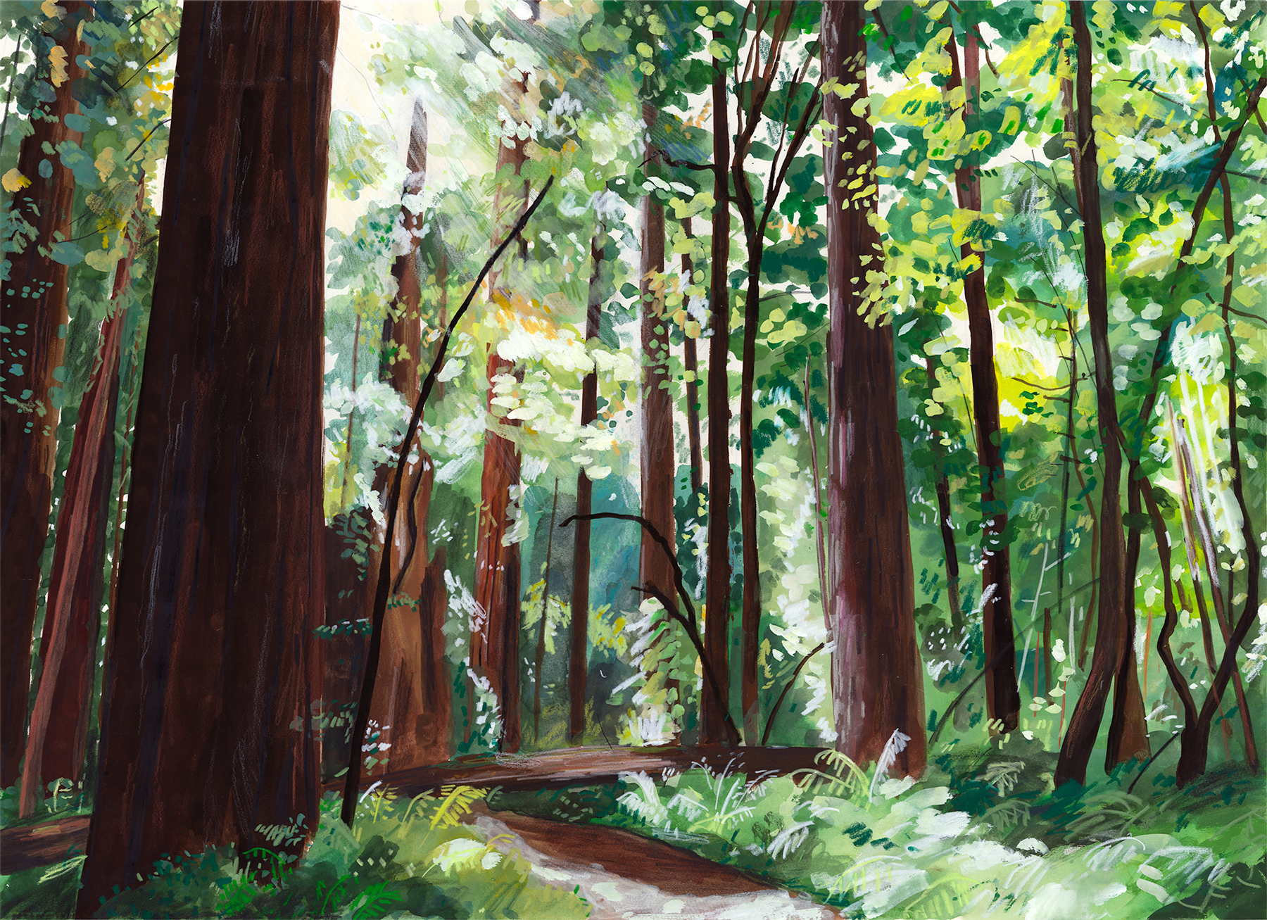 The Redwoods