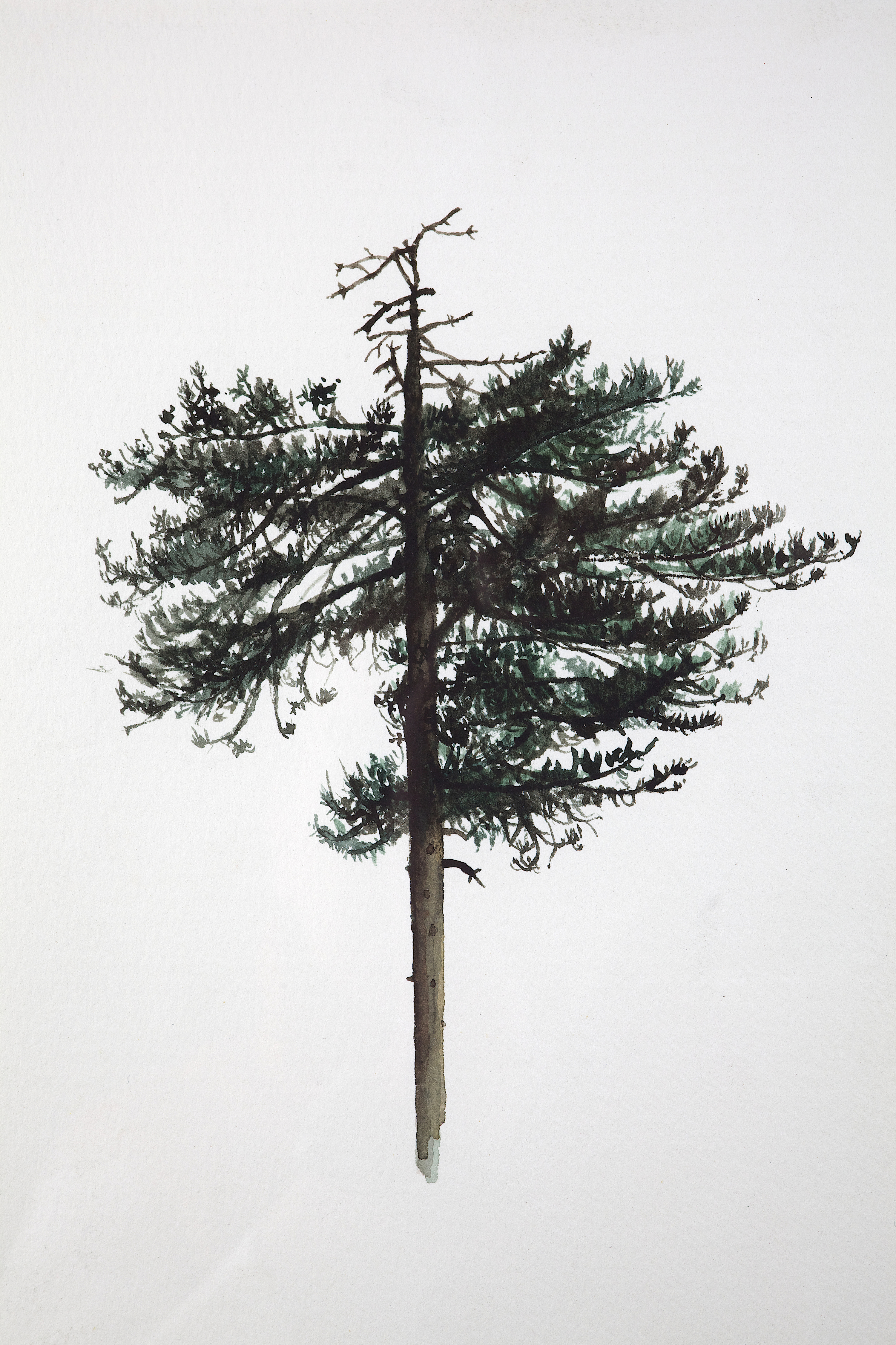 Pine Tree