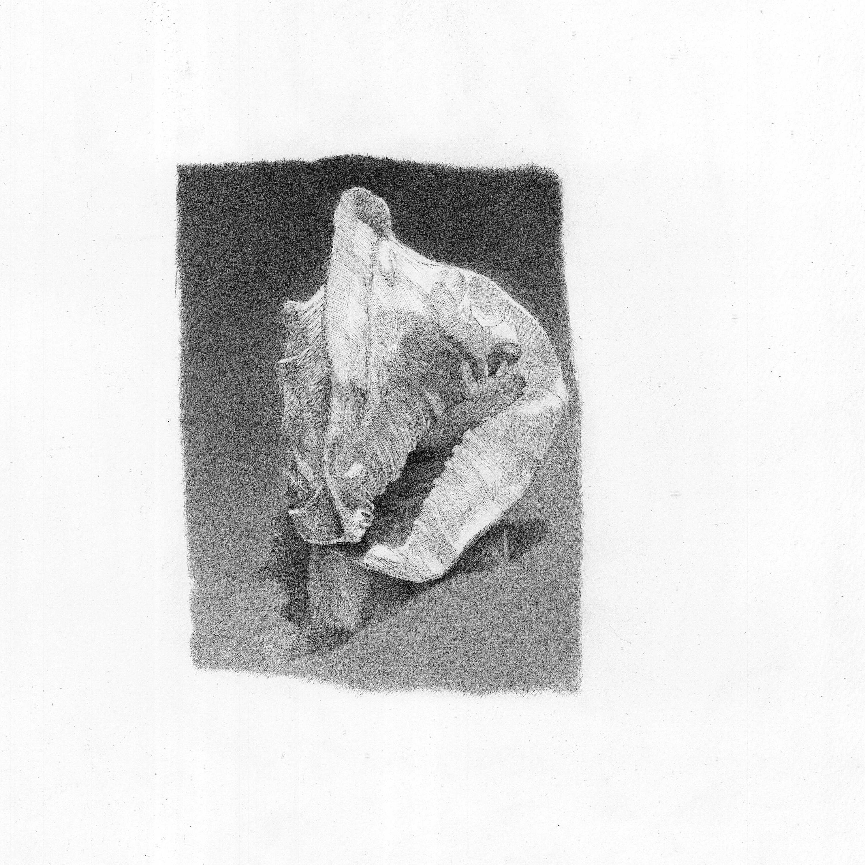 A Conch Shell from Lady Eileen's Collection, Dumfries House