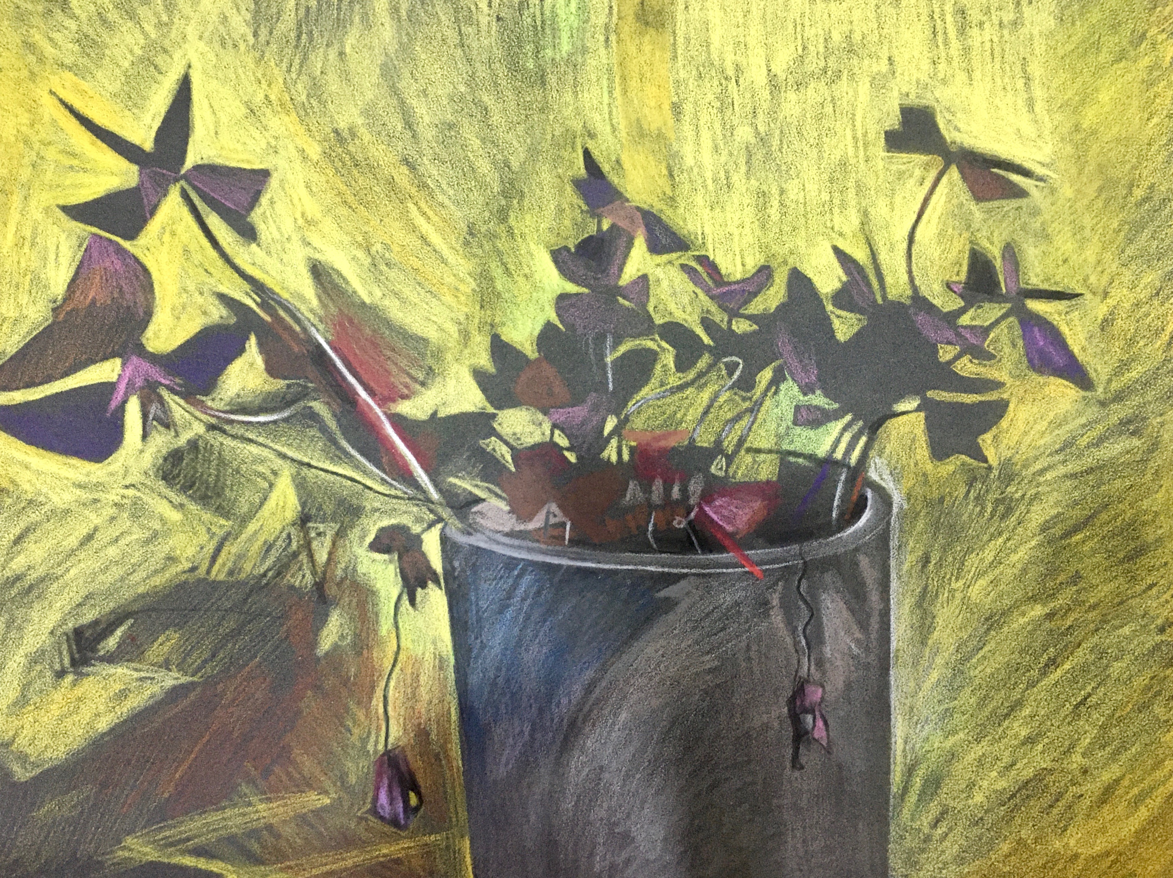 Oxalis