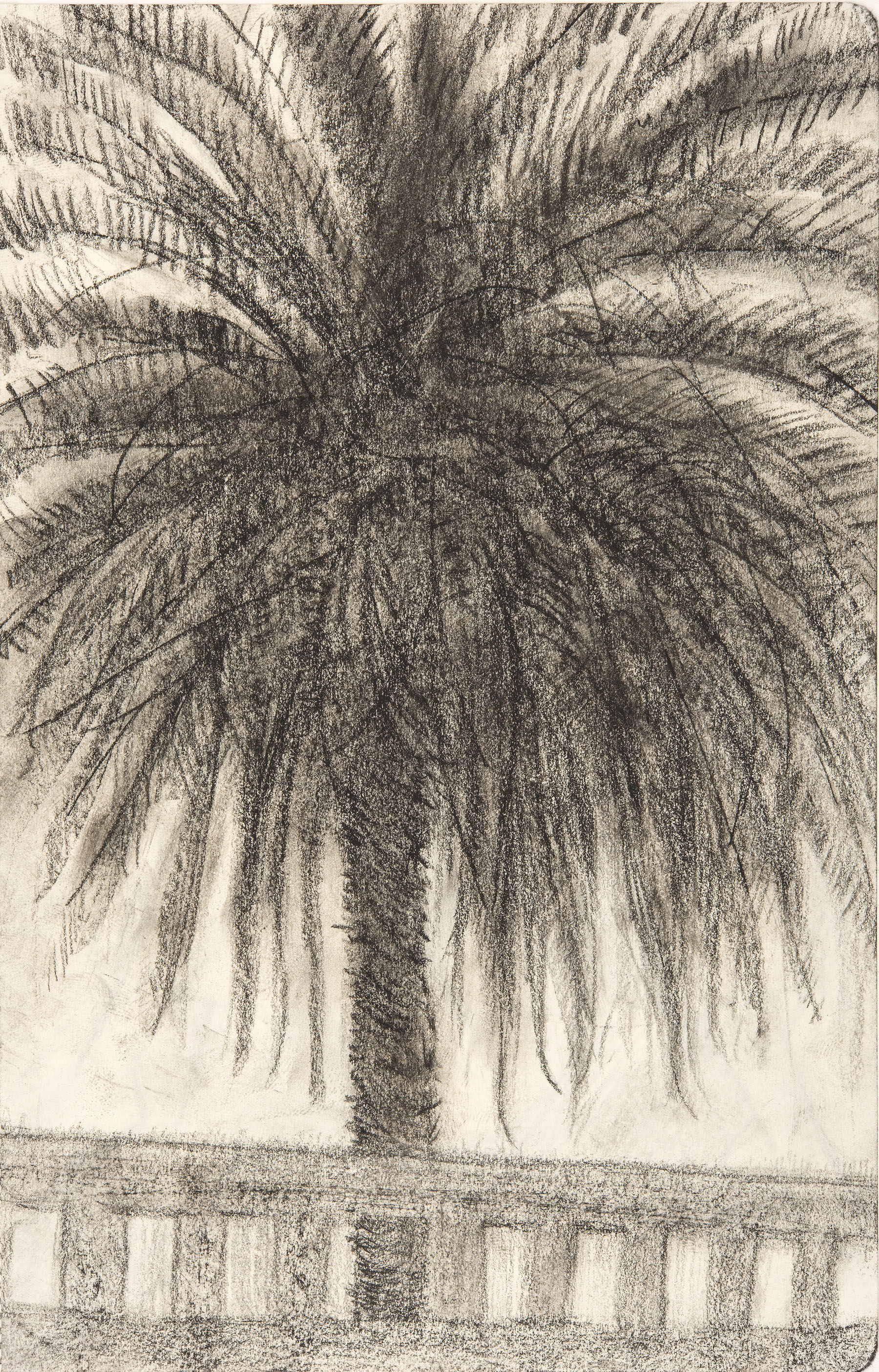 Palm Tree, Mexico
