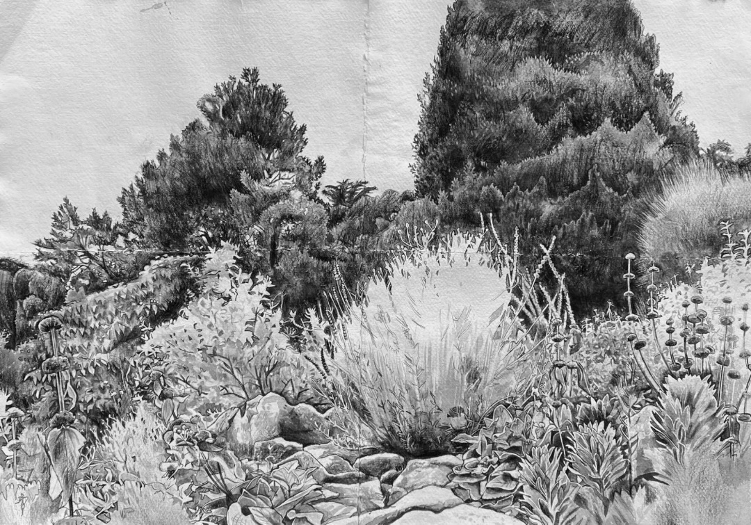 Ventnor Botanic Garden Drawing Isle of Wight