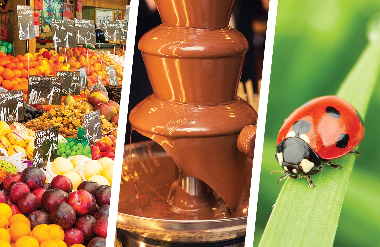 11 things you didn’t know about Norfolk: The largest open air market, chocolate factories and find out what a Bishy Barnabee is