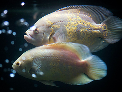 Albino Oscar Cichlid