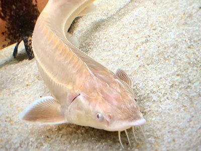 Albino Sterlet