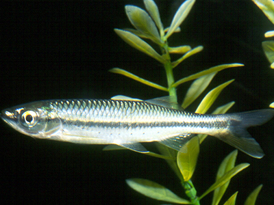 Apollo Shark