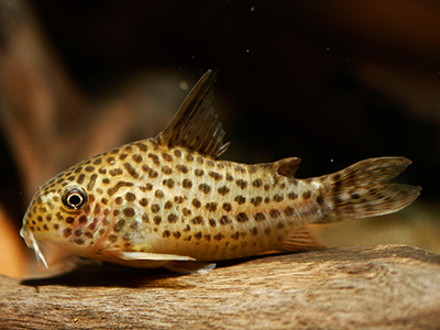 Araguaiaensis Corydoras