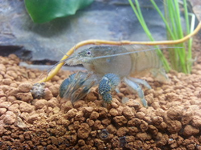 Armoured Shrimp